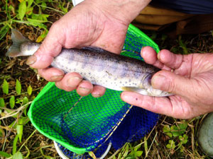 川釣り・渓流釣りの釣行記 ハヤ(ウグイ)、ヤマメ(山女)、イワナ(岩魚)を